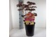 Paeonia mix Paeonia 26CM 7L Itoh mix 