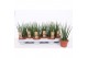 Sansevieria fernwood mikado 