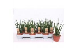 Sansevieria fernwood mikado