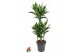 Dracaena fragrans cintho 60-carrousel 