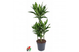 Dracaena fragrans cintho 60-carrousel