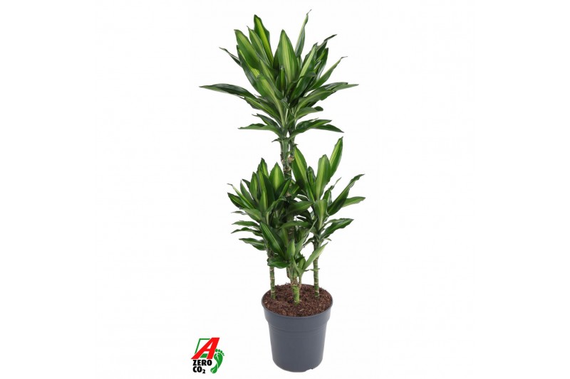 Dracaena fragrans cintho 60-carrousel 