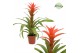 Guzmania deseo salmon 