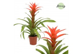 Guzmania deseo salmon