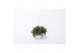 Callisia turtle hangplant small swing 