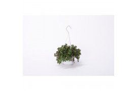 Callisia turtle hangplant small swing