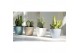 Overig planten Artevasi San Remo Wit 
