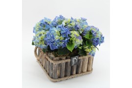 Arrangementen hydrangea KHCR-2515B Hydrangea creatie 3 pp