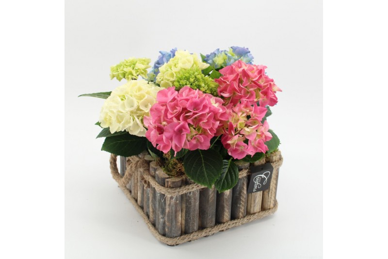 Arrangementen hydrangea KHCR-2515M Hydrangea creatie 3 pp Arrangementen hydrangea KHCR-2515M Hydrangea creatie 3 pp