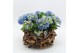 Arrangementen hydrangea KHCR-2517B Hydrangea creatie 3 pp 