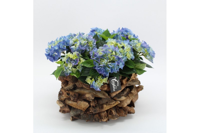 Arrangementen hydrangea KHCR-2517B Hydrangea creatie 3 pp Arrangementen hydrangea KHCR-2517B Hydrangea creatie 3 pp