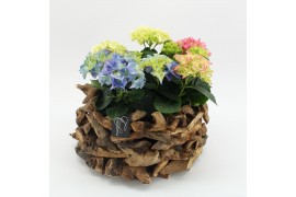 Arrangementen hydrangea KHCR-2517M Hydrangea creatie 3 pp
