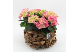 Arrangementen hydrangea KHCR-2517RZ Hydrangea creatie 3 pp