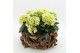 Arrangementen hydrangea KHCR-2517W Hydrangea creatie 3 pp 