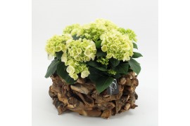 Arrangementen hydrangea KHCR-2517W Hydrangea creatie 3 pp