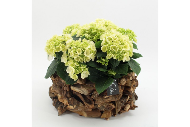 Arrangementen hydrangea KHCR-2517W Hydrangea creatie 3 pp 