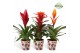 Bromelia mix Bonn potcover - Classic mix 