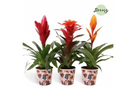 Bromelia mix Bonn potcover - Classic mix