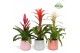 Bromelia mix Belize keramiek - Charming mix 
