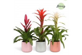 Bromelia mix Belize keramiek - Charming mix