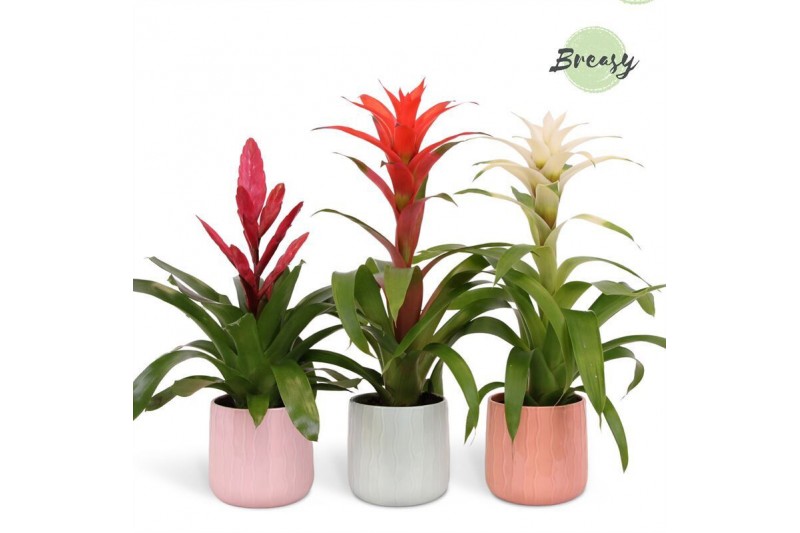 Bromelia mix Belize keramiek - Charming mix 