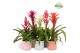 Bromelia mix Belize keramiek - Charming mix 