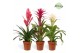 Bromelia mix Charming mix 