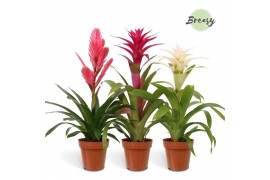 Bromelia mix Charming mix