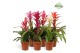 Bromelia mix Charming mix 