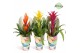 Bromelia mix Bromelia Happy Gift 