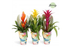 Bromelia mix Bromelia Happy Gift
