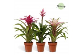 Bromelia mix Royal Charming mix