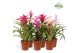 Bromelia mix Royal Charming mix 
