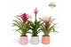 Bromelia mix Belize keramiek - Royal Charming mix 
