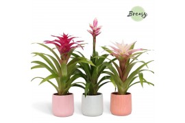 Bromelia mix Belize keramiek - Royal Charming mix