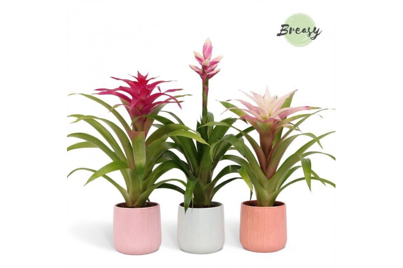 Bromelia mix Belize keramiek - Royal Charming mix 