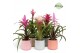 Bromelia mix Belize keramiek - Royal Charming mix 