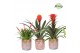 Bromelia mix Luxor keramiek - Royal Classic mix 