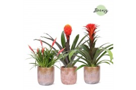 Bromelia mix Luxor keramiek - Royal Classic mix