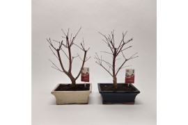 Bonsai mix Acer mix