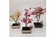 Bonsai mix Acer mix 