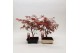 Bonsai mix Acer mix 