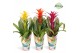Guzmania mix Guzmania Happy Gift 