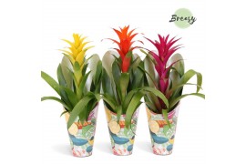 Guzmania mix Guzmania Happy Gift