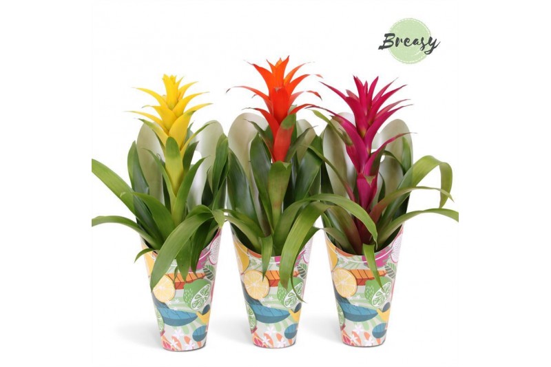 Guzmania mix Guzmania Happy Gift 