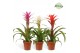 Guzmania mix Charming mix 