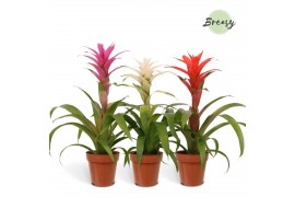 Guzmania mix Charming mix