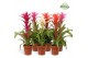 Guzmania mix Charming mix 