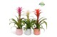 Guzmania mix Belize keramiek - Charming mix 