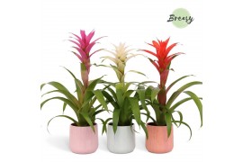 Guzmania mix Belize keramiek - Charming mix